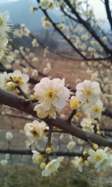 IMAG0334.jpg