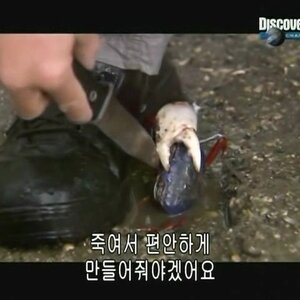 이 놈의 닭을 사로 잡아