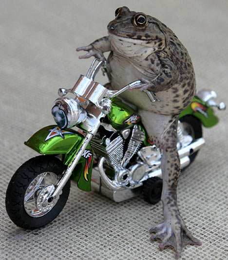 OuiCrazyFrog.jpg