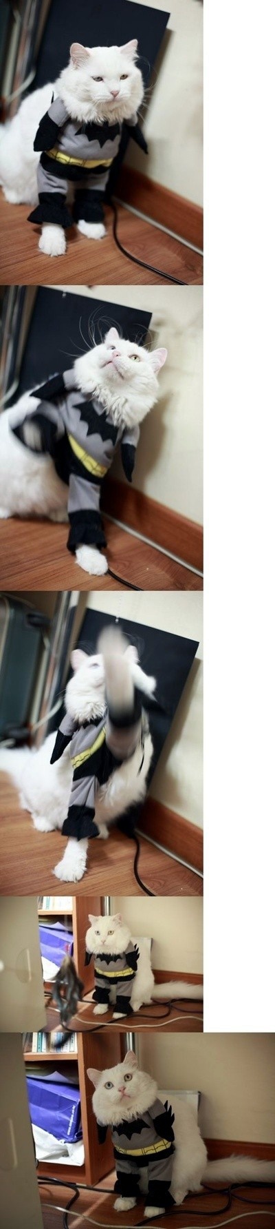 배트냥.jpg