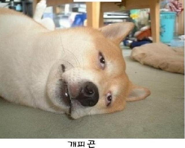 개피곤.JPG