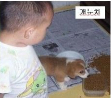 개눈치.jpg