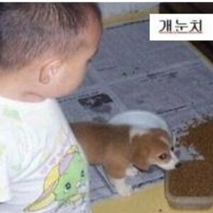 혹시 아잉팟 어플중에 gba 에뮬이랑 역전재판 있는 덕후있늬?