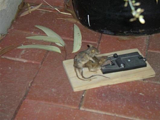 rats.jpg
