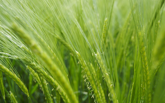 green-ears-wallpaper-1.jpg