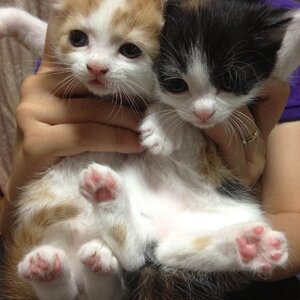 <공지> 고양이 키울사람?