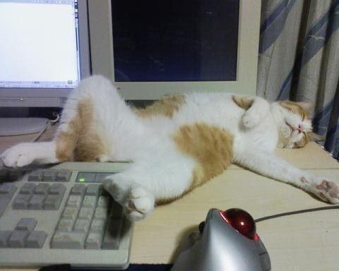 떡실신고양이.jpg