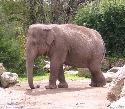Elephant_asie.jpg