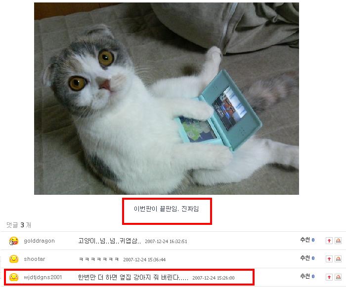 고양이.jpg
