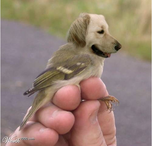 dogbird.jpg
