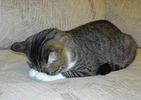 cat.jpg