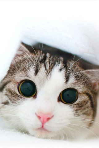 cute-cat-f.jpg