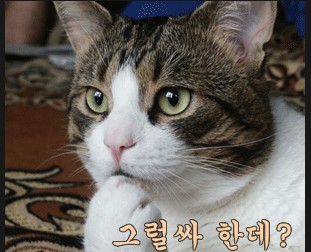 그럴싸한데.jpg