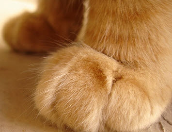 foot.jpg