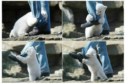 (혐오)사람다리_씹어먹는_곰.jpg