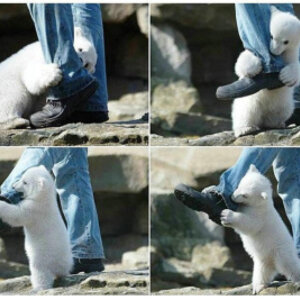 (충격) 곰이_사람_씹어먹는_장면