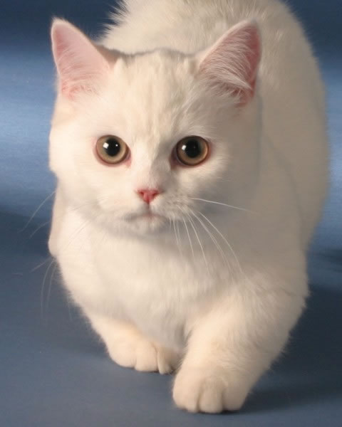 Munchkin.jpg