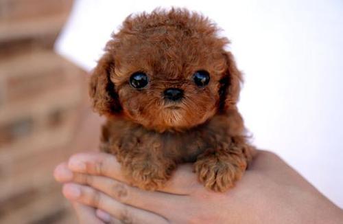 Cutest-Dog-in-the-World.jpg