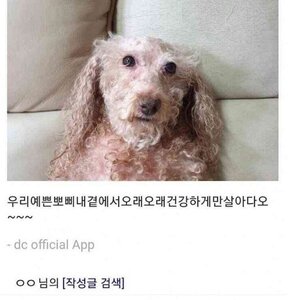 부산댁 살아있겠지??