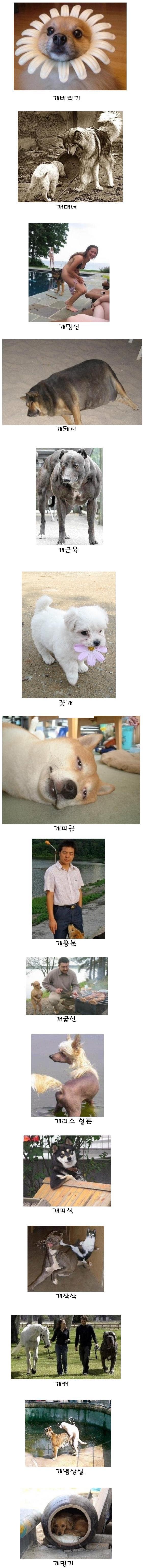 dog1.jpg