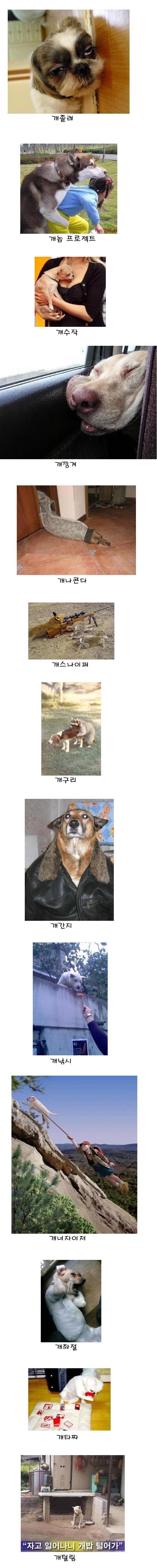dog2.jpg