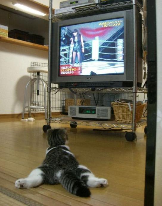 TV보기 가장 편한자세.jpg