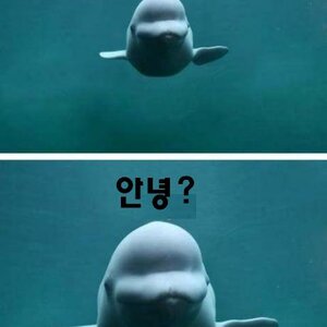 돌고래는 똑똑하고 상냥하지