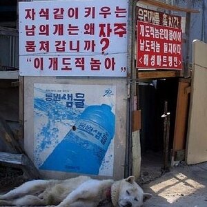 도적?