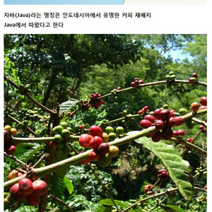 너네 자바 개발자 근황 아냐?