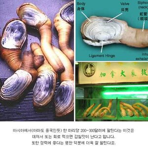 코끼리조개