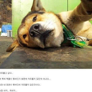 개허세