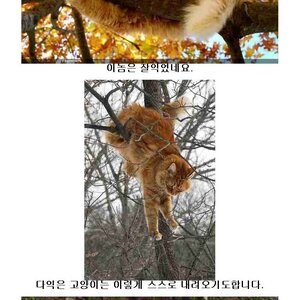 늬들 고양ㄹ이의 정체를 아냐?