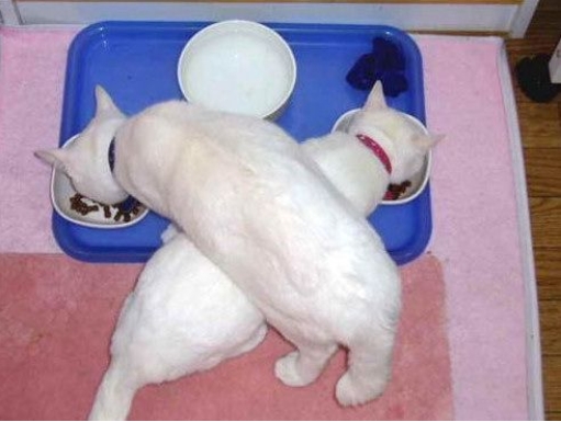 남의떡이더커보인다.jpg