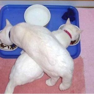 밑에꺼 왠지 바이러스 있을꺽 같애