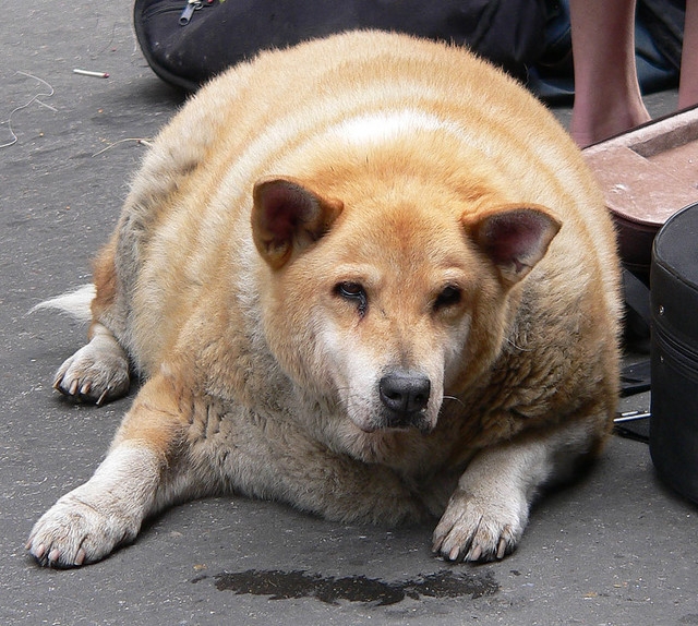 pigdog.jpg