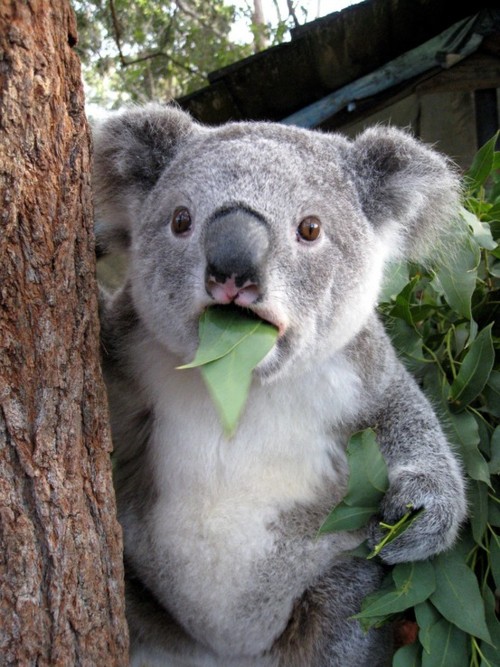 SHOCKED-KOALA-1327101260.jpg
