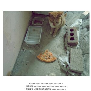 고양이의 보은