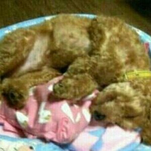 1초 치킨