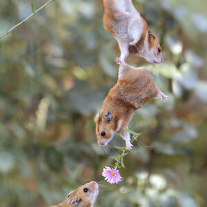 사랑은 개나소나.jpg