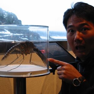 특대 모기 ㅇㅇ