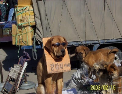 개판매.jpg
